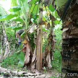 Ajak Janda Ngewe Di kebun Pisang